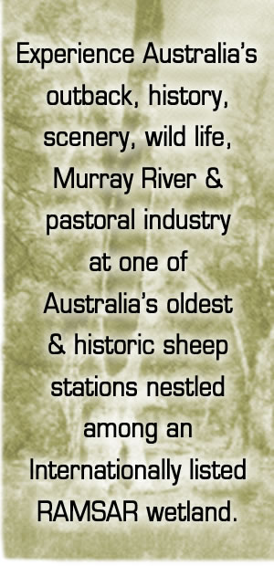 Experience Australia's outback, history, scenery, wild life, murray river and pastoral industry at one of Australia's oldest and historic sheep stations nestled among a world heritage listed wetland